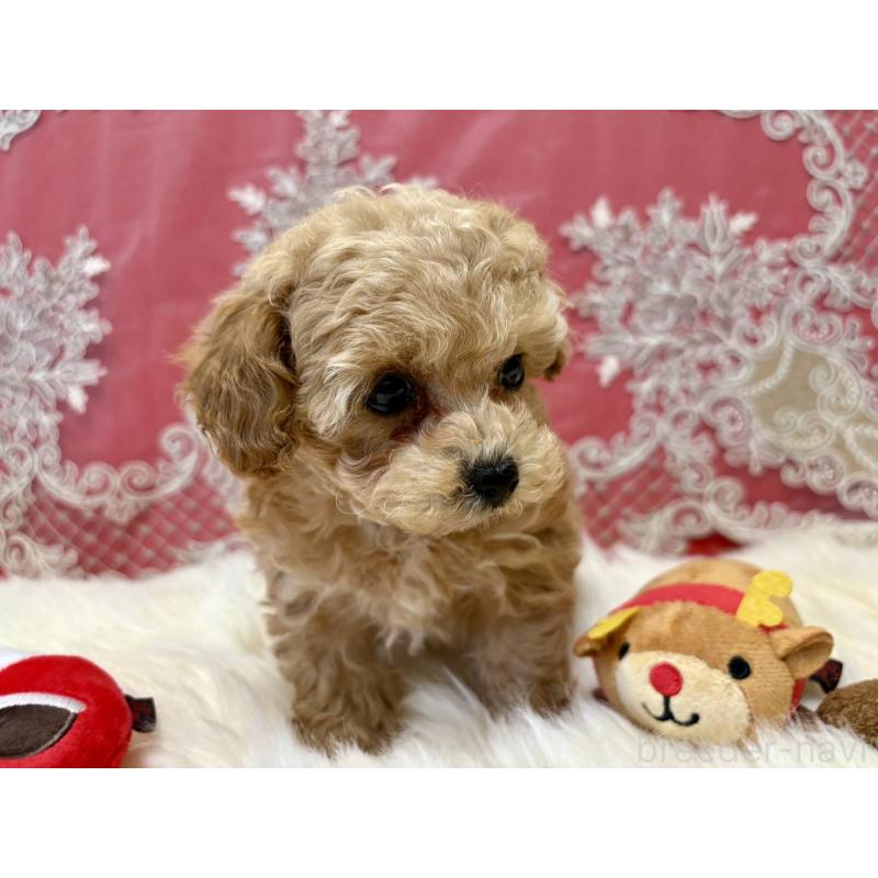 販売中の香川県のタイニープードル-432515の8枚目