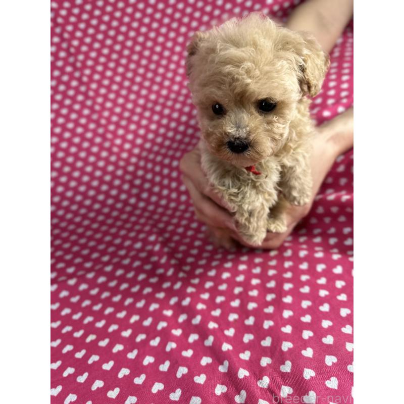 販売中の北海道のビションプー:ビションフリーゼ×トイプードル-432500の5枚目