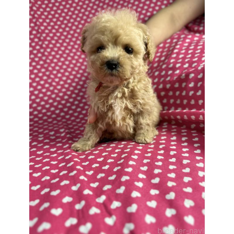 販売中の北海道のビションプー:ビションフリーゼ×トイプードル-432500の4枚目