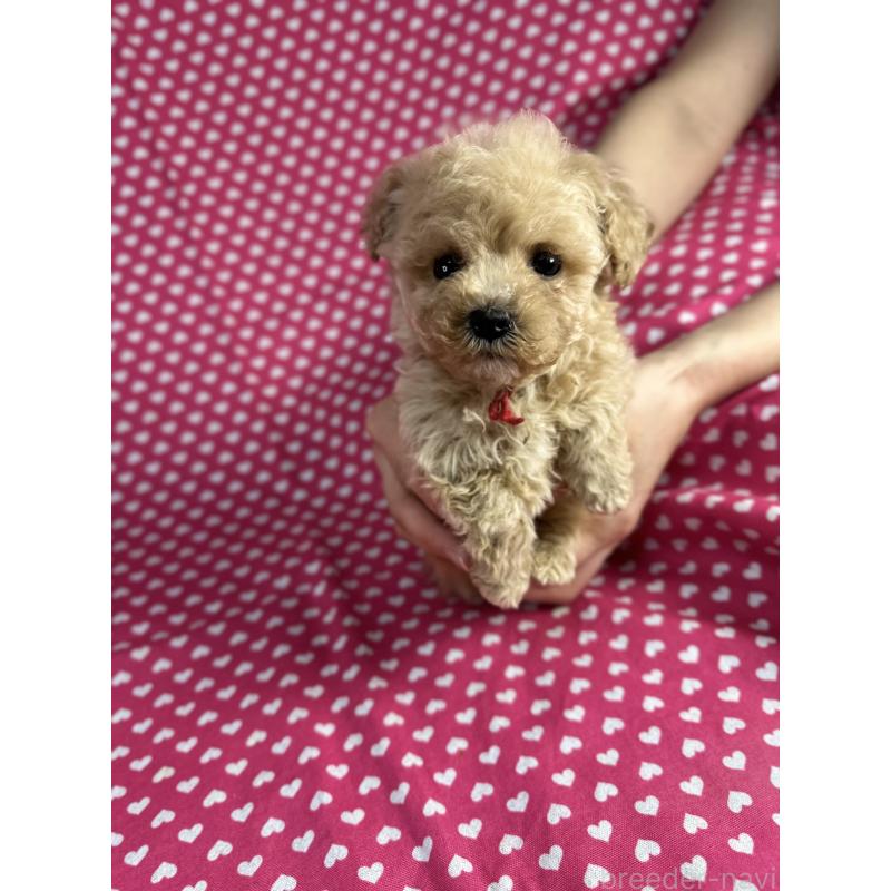 販売中の北海道のビションプー:ビションフリーゼ×トイプードル-432500