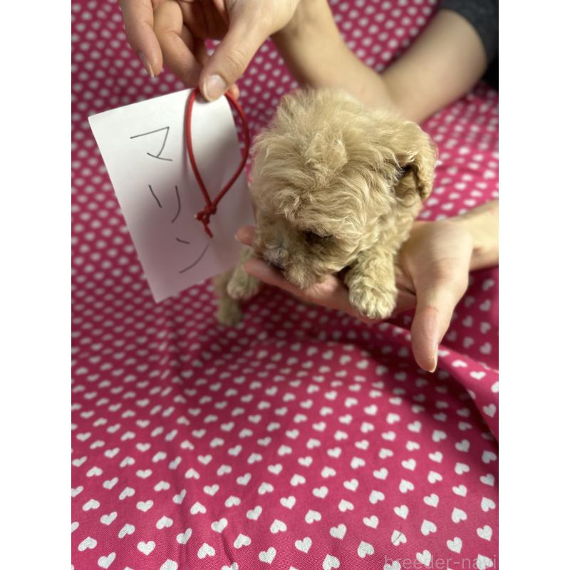 販売中の北海道のビションプー:ビションフリーゼ×トイプードル-432500の3枚目