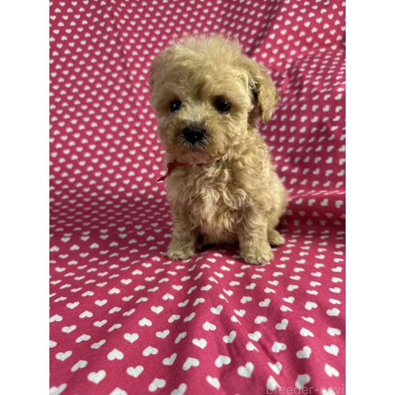 販売中の北海道のビションプー:ビションフリーゼ×トイプードル-432500の2枚目