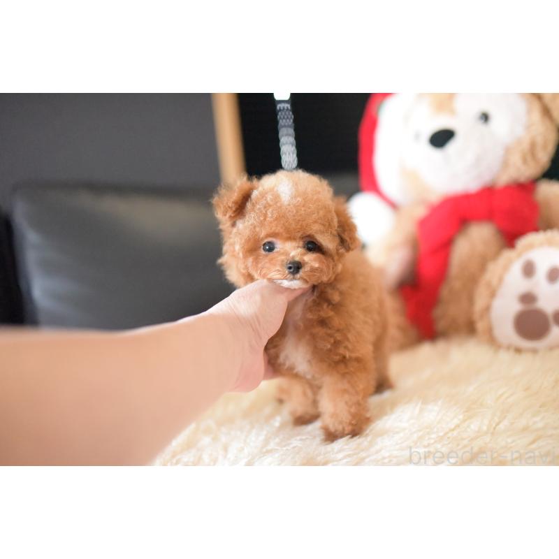 販売中の茨城県のティーカッププードル-425396の6枚目