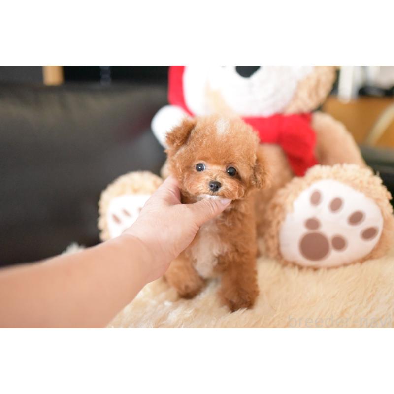 販売中の茨城県のティーカッププードル-425396の5枚目