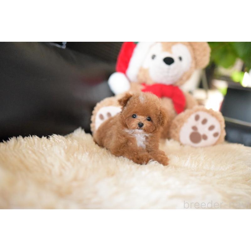 販売中の茨城県のティーカッププードル-425396の4枚目