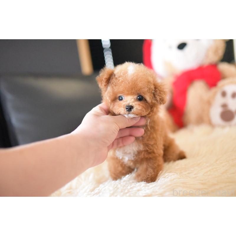 販売中の茨城県のティーカッププードル-425396の3枚目