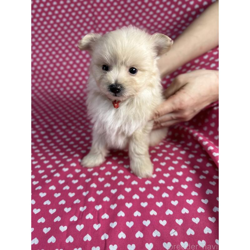 販売中の北海道のポメプー:ポメラニアン×トイプードル-432501の1枚目