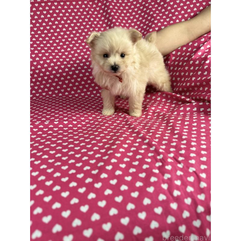 販売中の北海道のポメプー:ポメラニアン×トイプードル-432501の4枚目