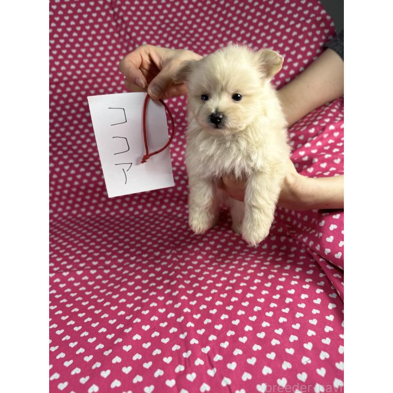 販売中の北海道のポメプー:ポメラニアン×トイプードル-432501の3枚目