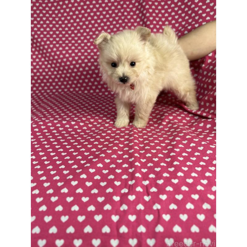 販売中の北海道のポメプー:ポメラニアン×トイプードル-432501の2枚目