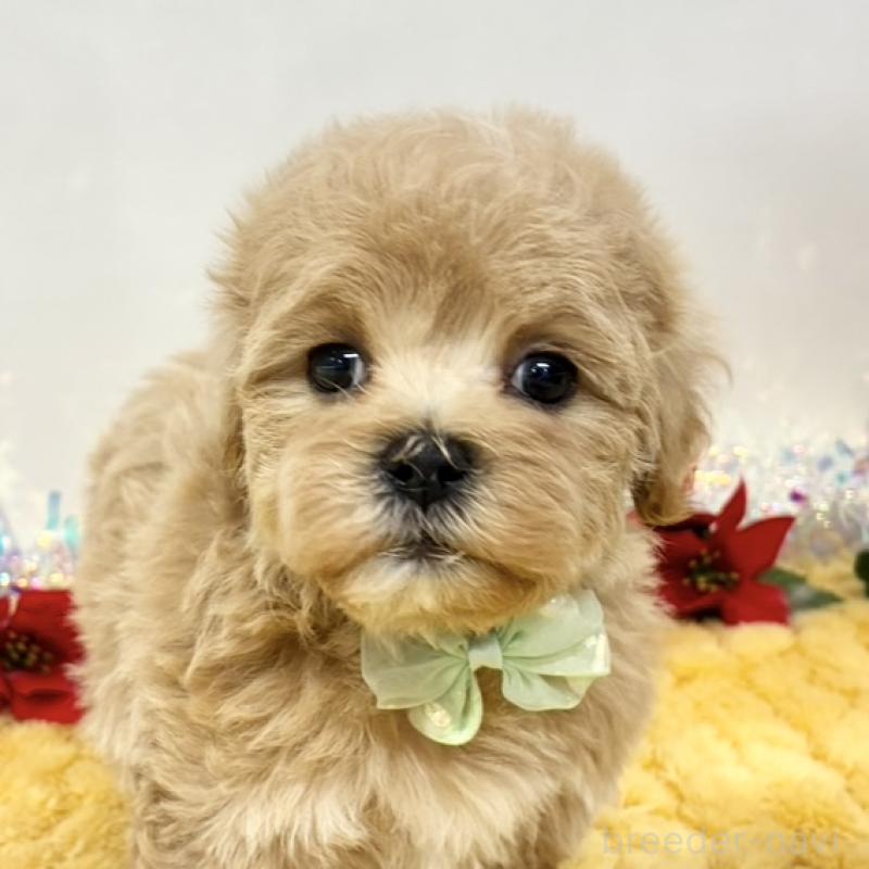 販売中の岐阜県のマルプー:マルチーズ×トイプードル-432503の1枚目