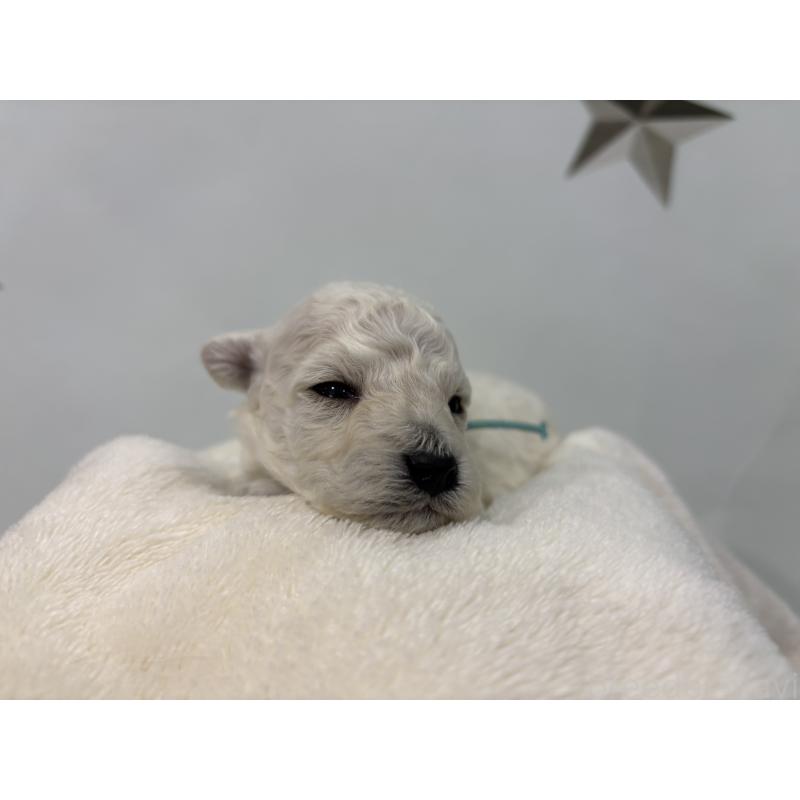 販売中の千葉県のトイプードル-432506の6枚目