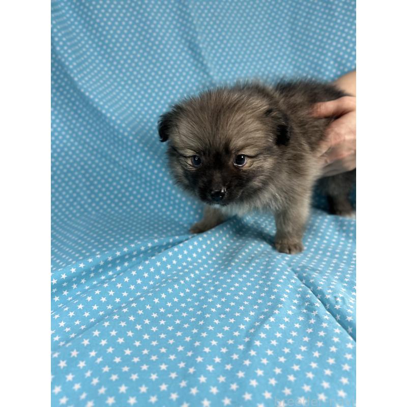 販売中の北海道のポメプー:ポメラニアン×トイプードル-432505の4枚目