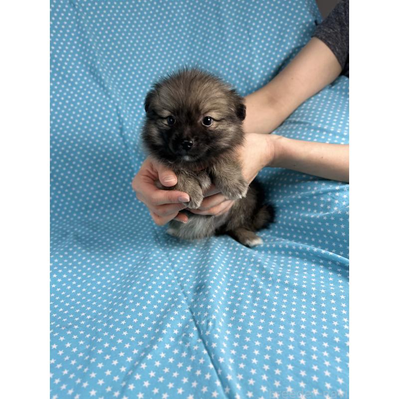 販売中の北海道のポメプー:ポメラニアン×トイプードル-432505の3枚目