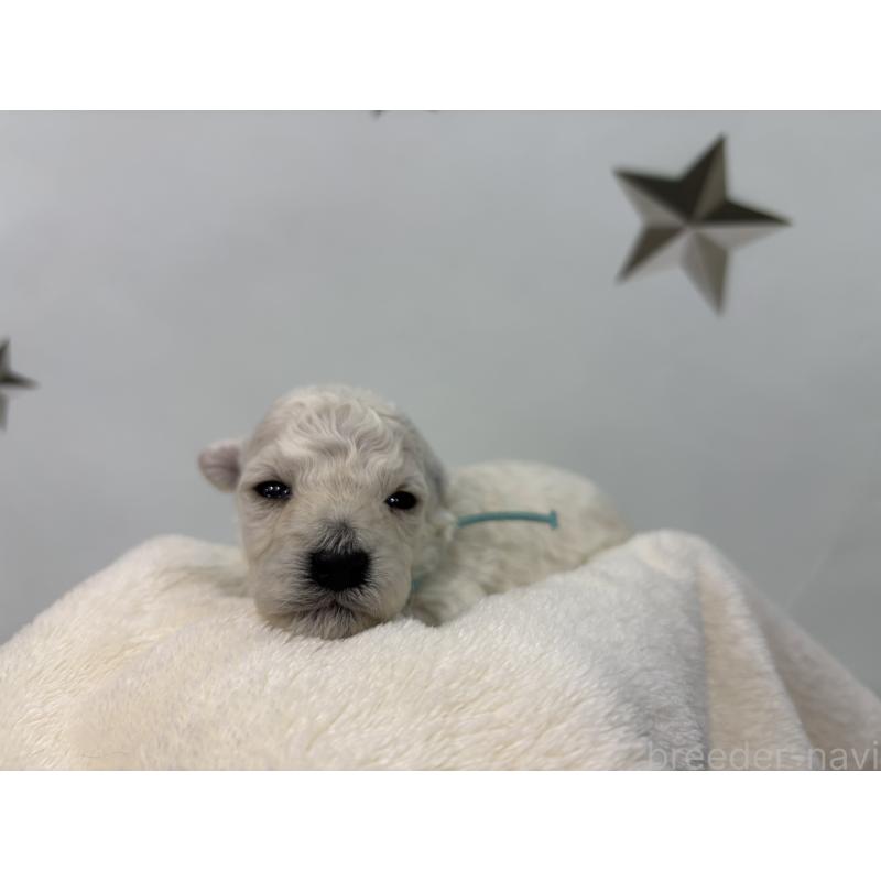 販売中の千葉県のトイプードル-432506の5枚目