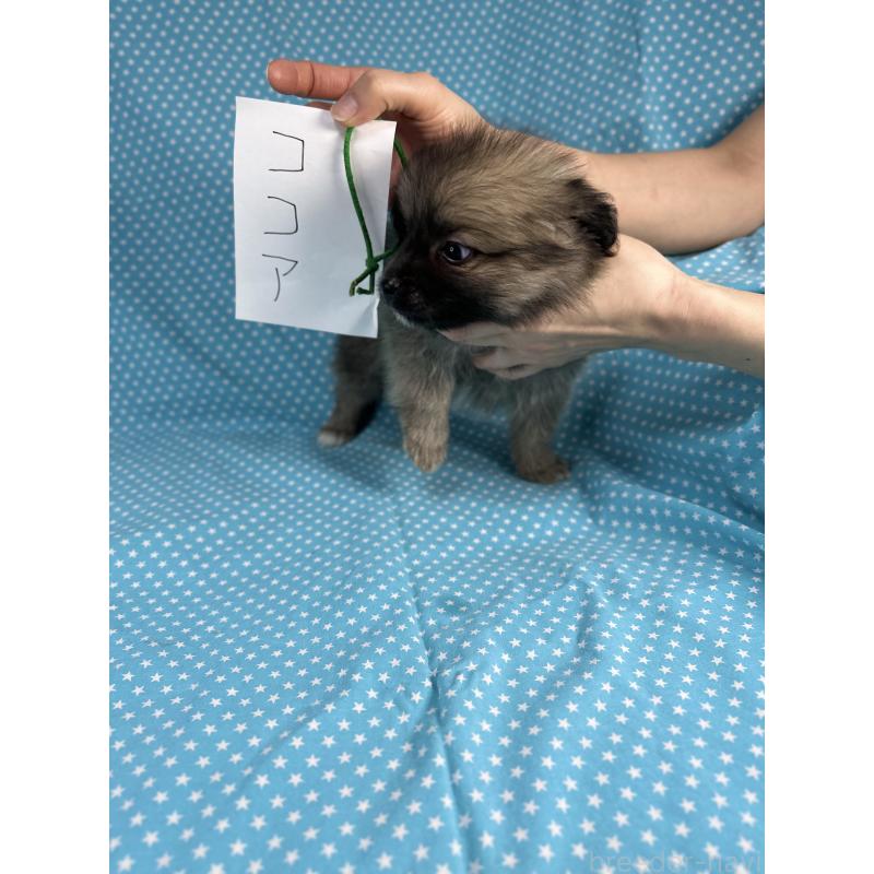 販売中の北海道のポメプー:ポメラニアン×トイプードル-432505の2枚目