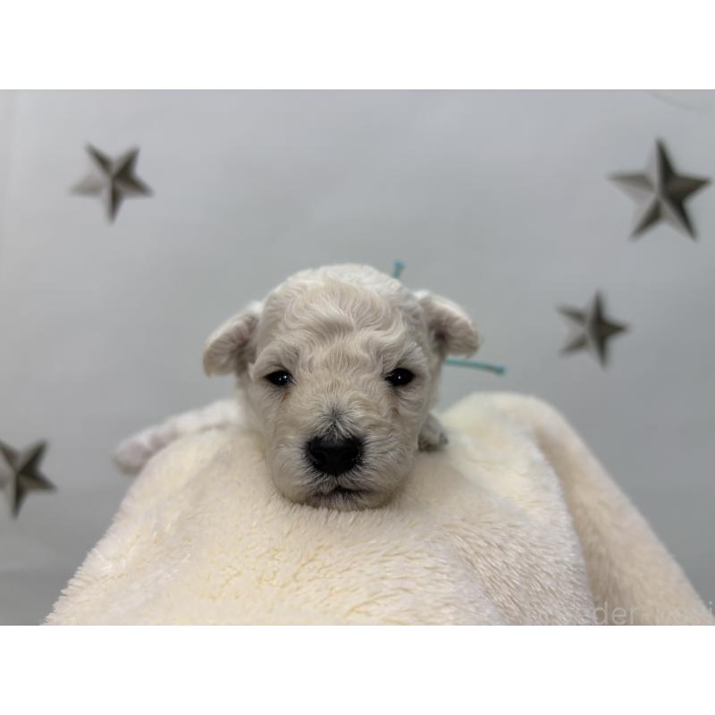 販売中の千葉県のトイプードル-432506の4枚目