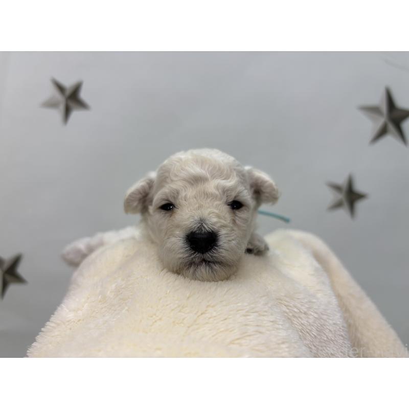 販売中の千葉県のトイプードル-432506の3枚目