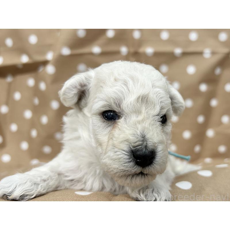 販売中の千葉県のトイプードル-432506の1枚目