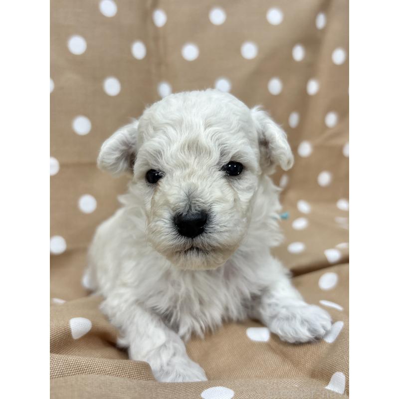 販売中の千葉県のトイプードル-432506の2枚目