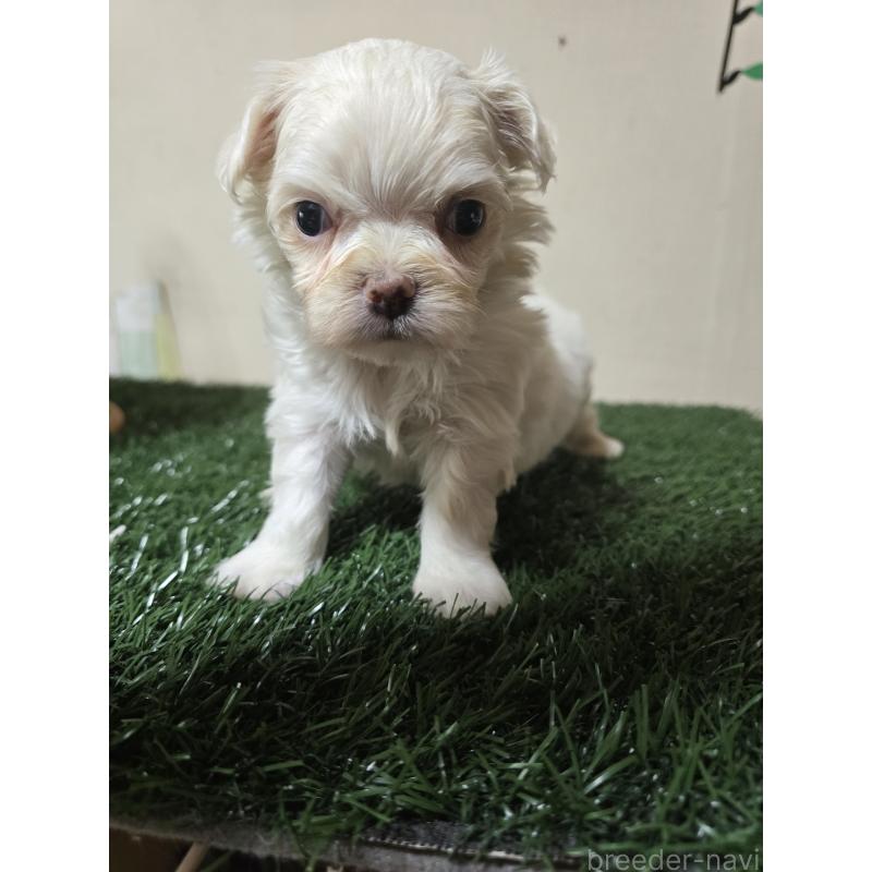 販売中の愛知県のチワマル:チワワ×マルチーズ-429252