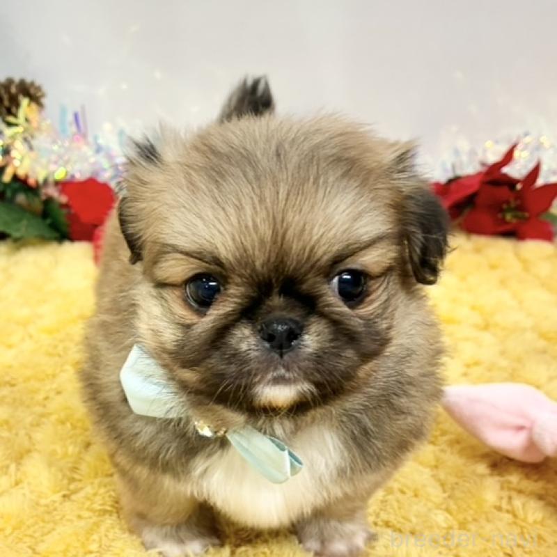 販売中の岐阜県のミックス犬-432507の1枚目