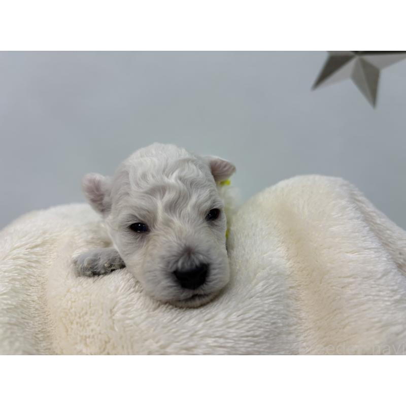 販売中の千葉県のトイプードル-432508の8枚目