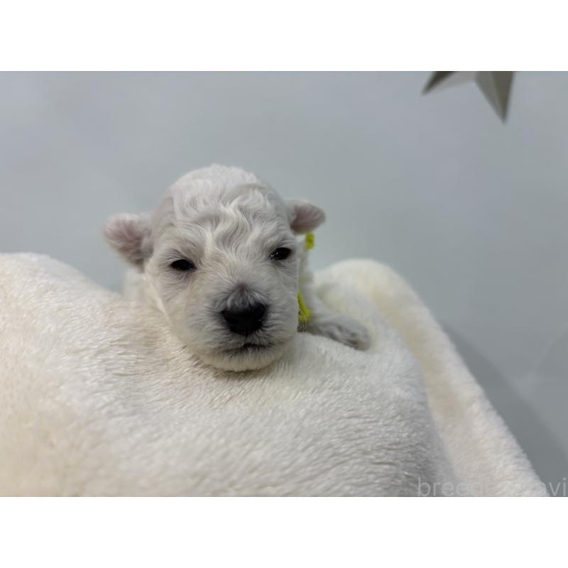 販売中の千葉県のトイプードル-432508の7枚目