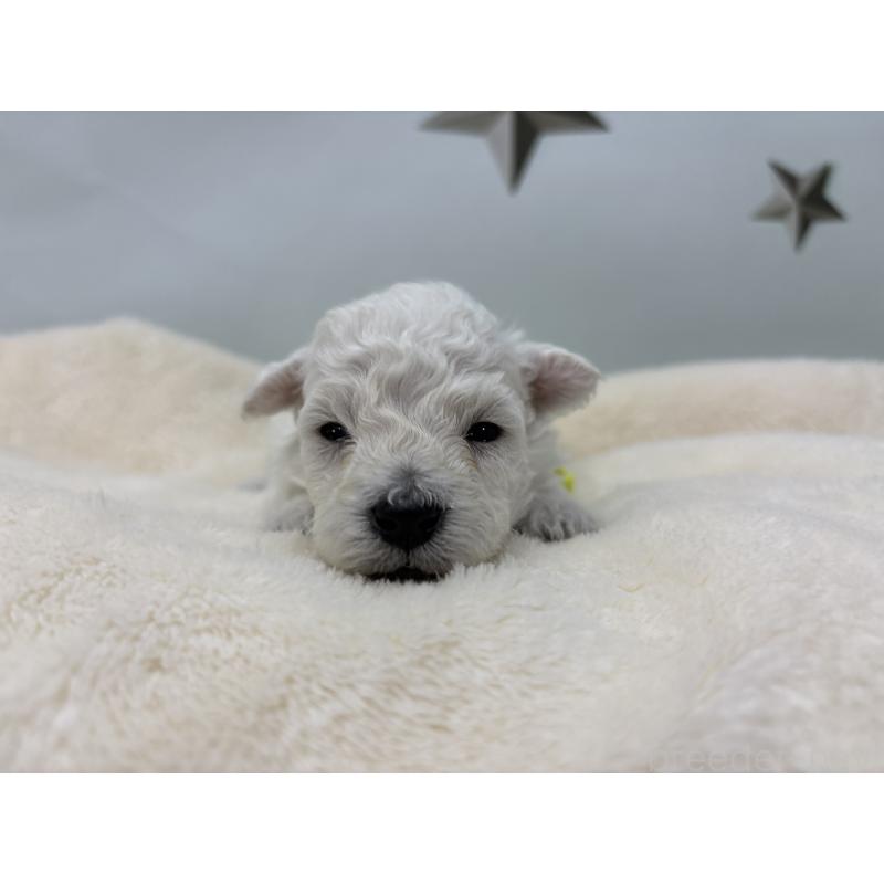 販売中の千葉県のトイプードル-432508の6枚目