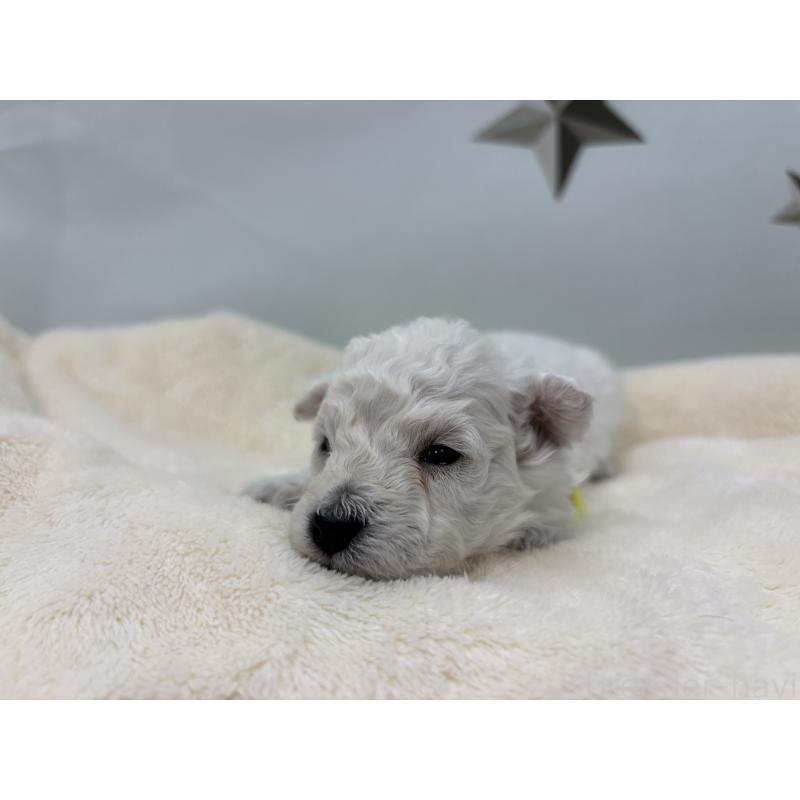 販売中の千葉県のトイプードル-432508の5枚目