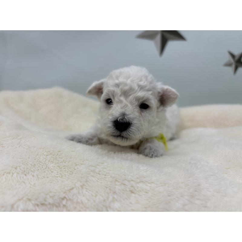 販売中の千葉県のトイプードル-432508の4枚目