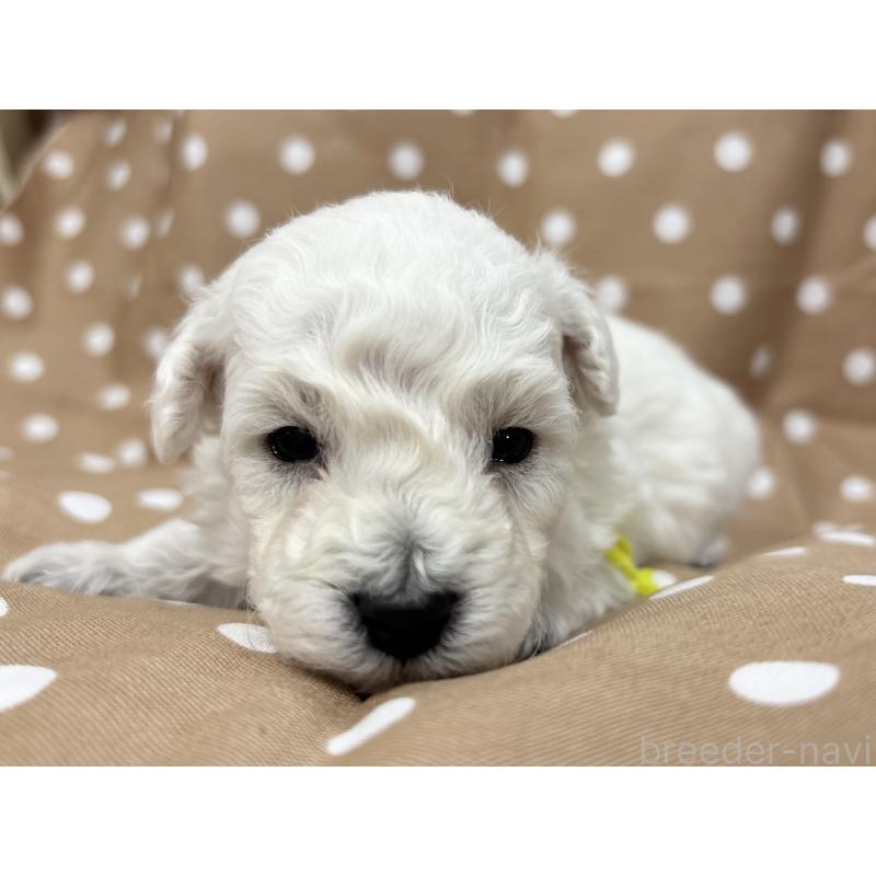 販売中の千葉県のトイプードル-432508