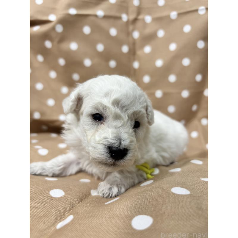 販売中の千葉県のトイプードル-432508の3枚目