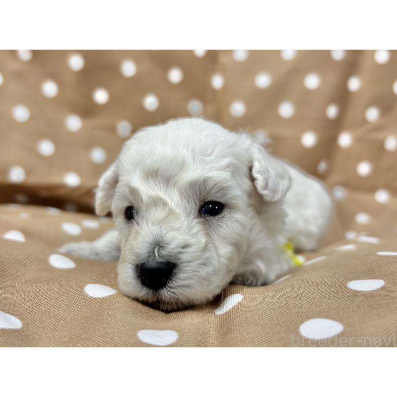 販売中の千葉県のトイプードル-432508の2枚目