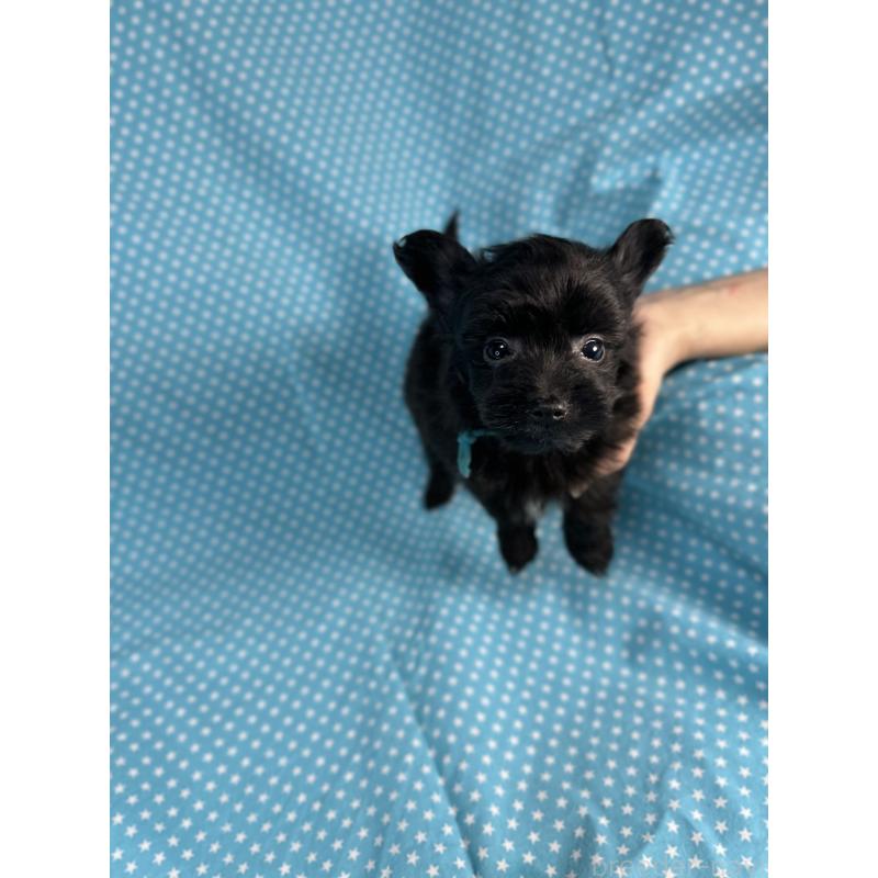 販売中の北海道のポメプー:ポメラニアン×トイプードル-432509の3枚目