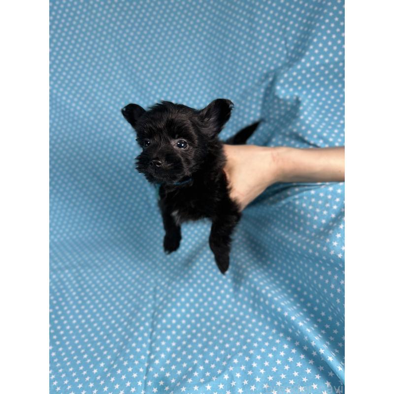 販売中の北海道のポメプー:ポメラニアン×トイプードル-432509の2枚目