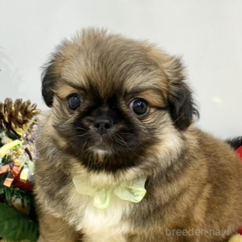 販売中の岐阜県のミックス犬-432510の1枚目