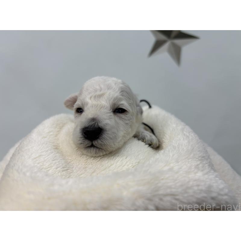 販売中の千葉県のトイプードル-432511の7枚目