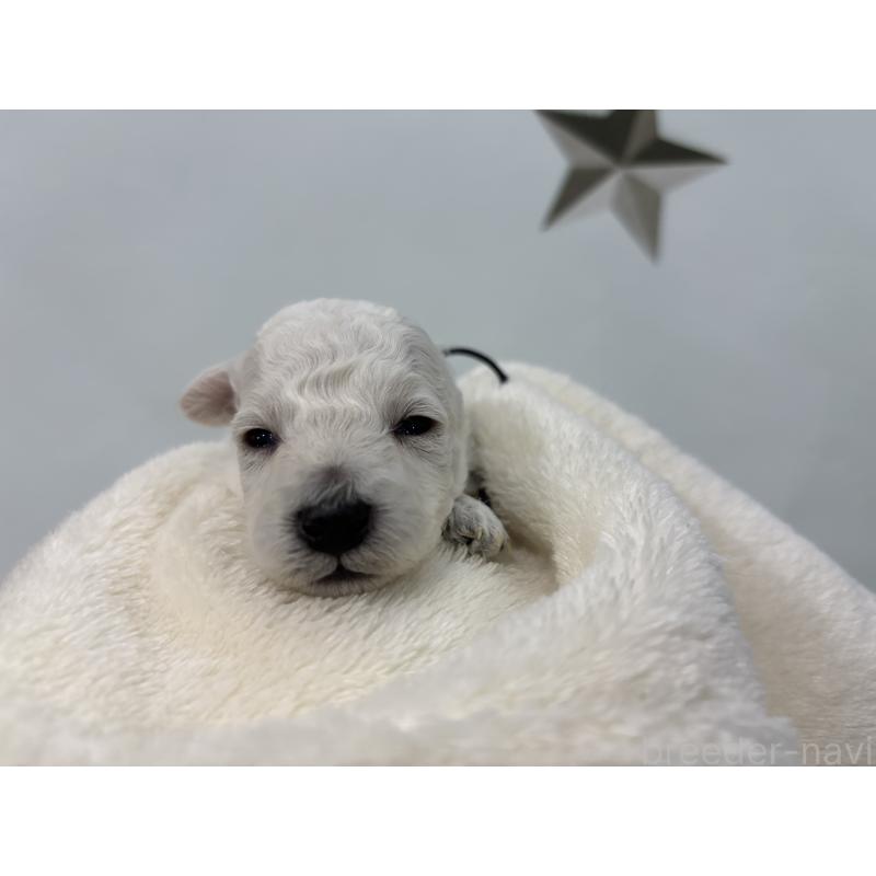 販売中の千葉県のトイプードル-432511の6枚目