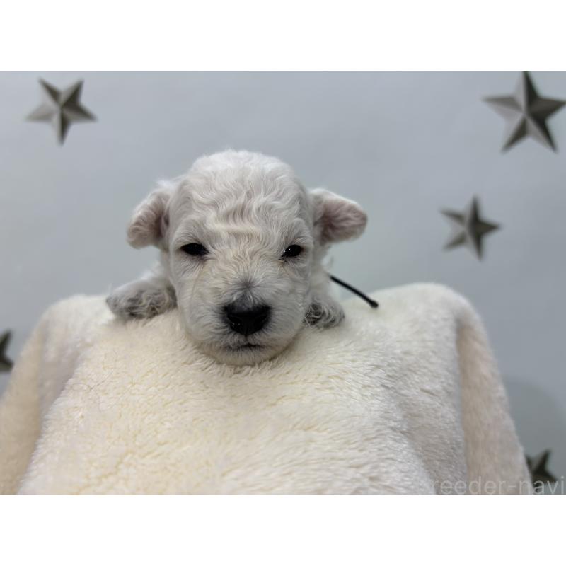 販売中の千葉県のトイプードル-432511の5枚目