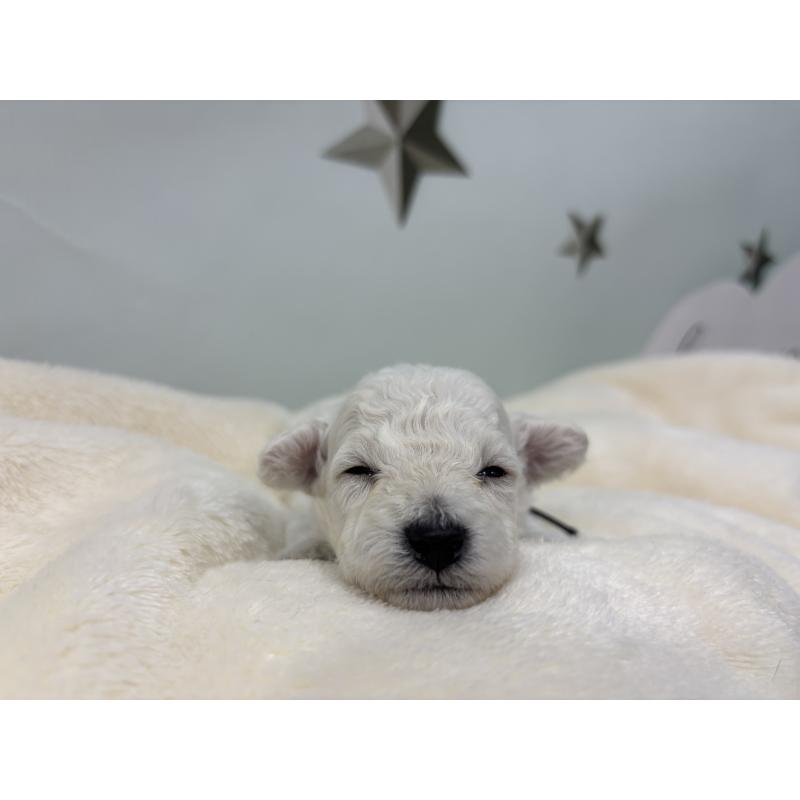 販売中の千葉県のトイプードル-432511の4枚目