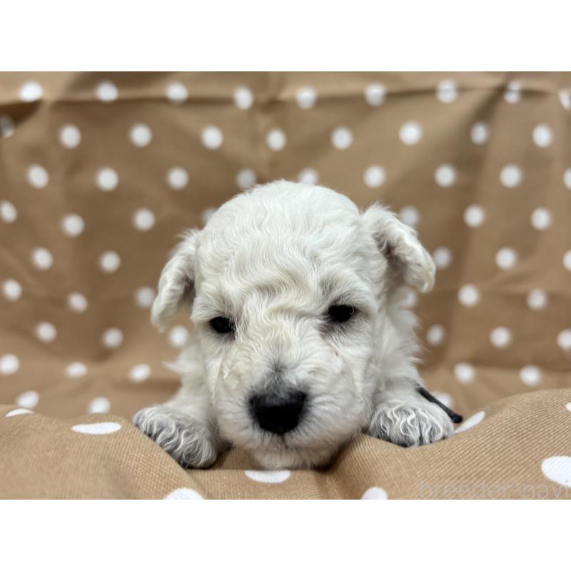 販売中の千葉県のトイプードル-432511の3枚目