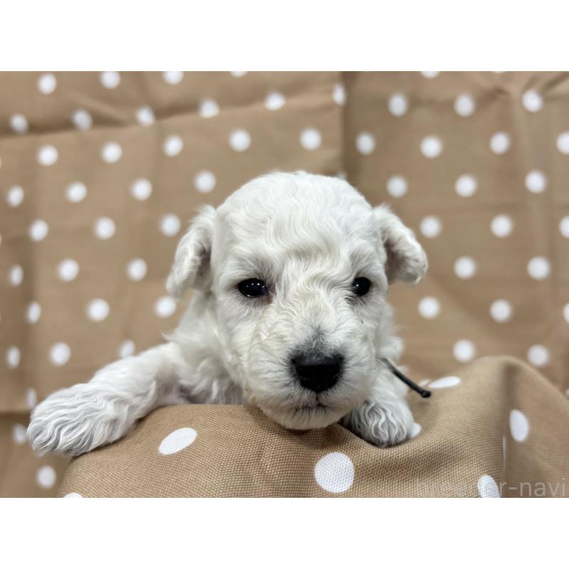 販売中の千葉県のトイプードル-432511の2枚目