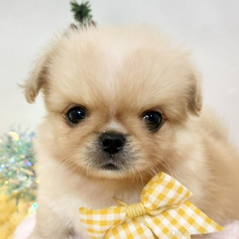 販売中の岐阜県のミックス犬-432512