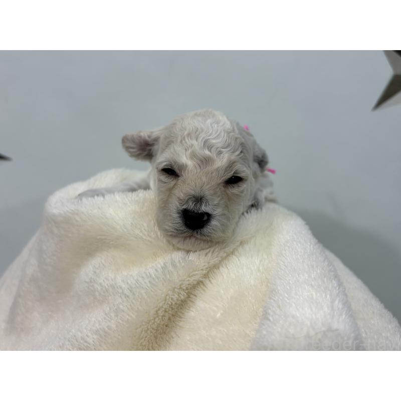 販売中の千葉県のトイプードル-432513の8枚目