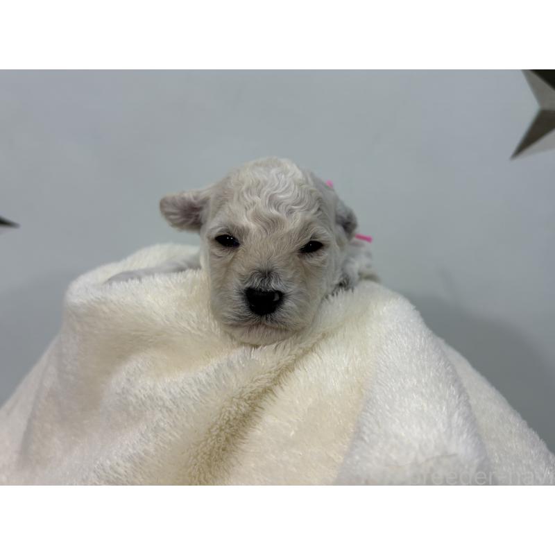 販売中の千葉県のトイプードル-432513の7枚目