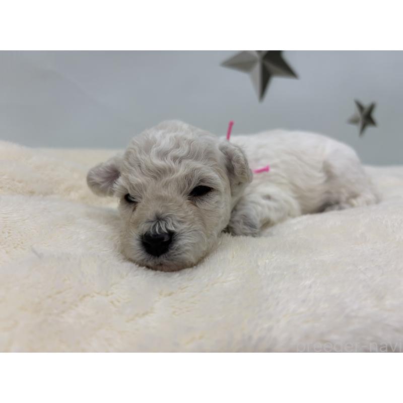 販売中の千葉県のトイプードル-432513の6枚目