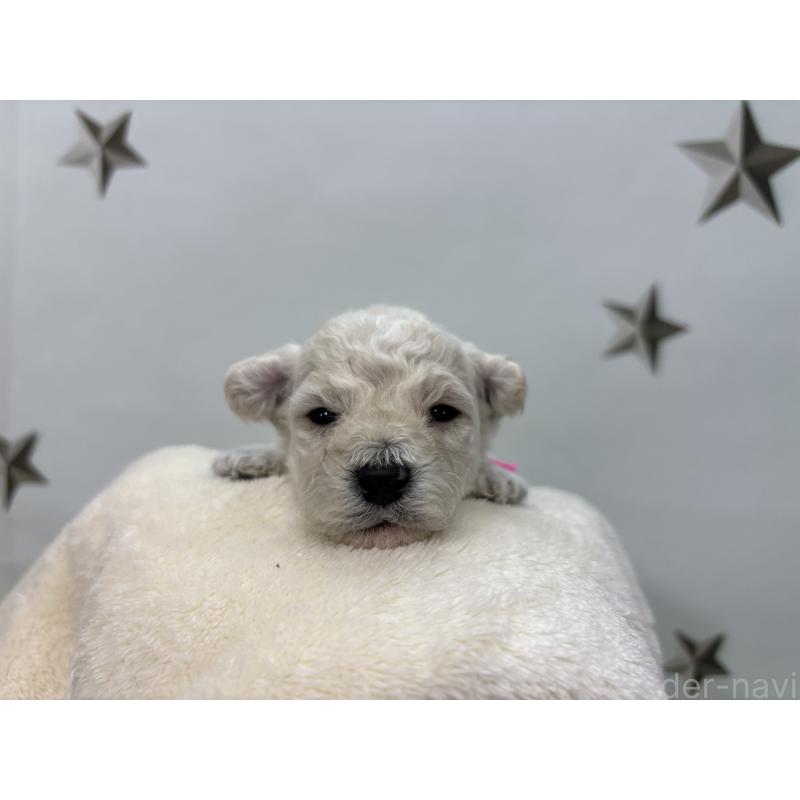 販売中の千葉県のトイプードル-432513の5枚目