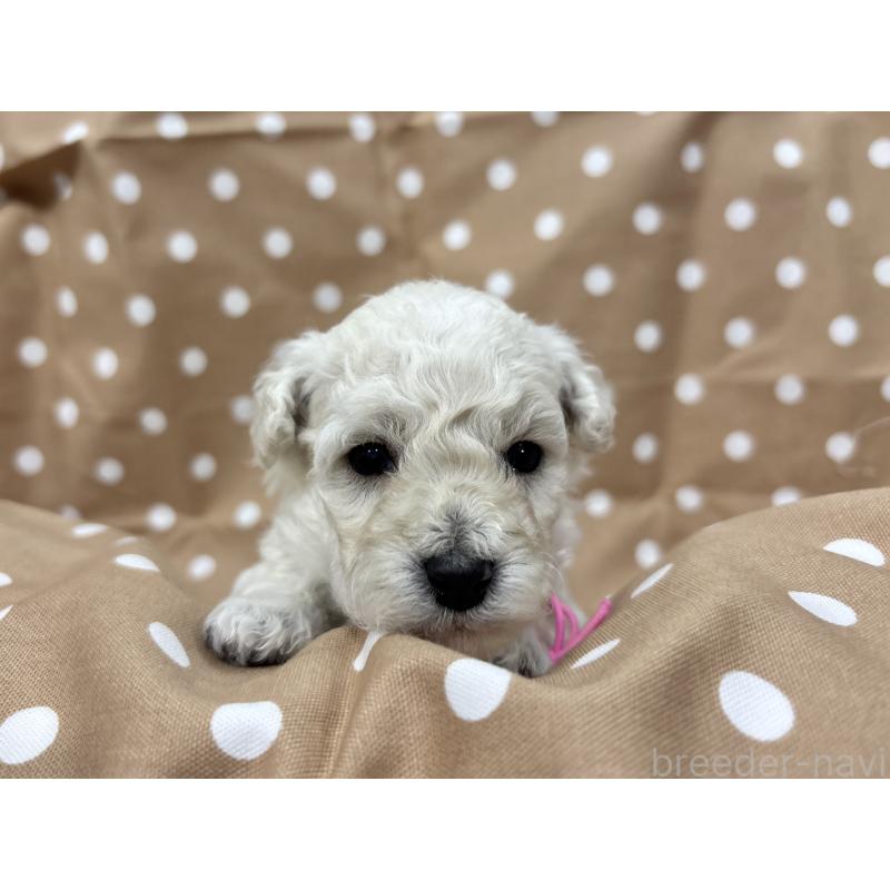 販売中の千葉県のトイプードル-432513の3枚目