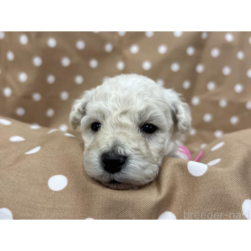 販売中の千葉県のトイプードル-432513の2枚目